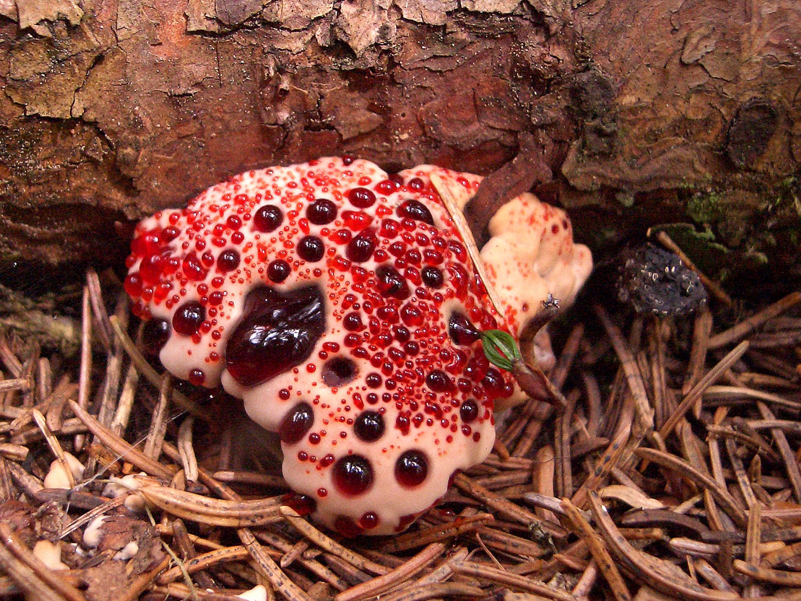 bleedingtooth mushroom